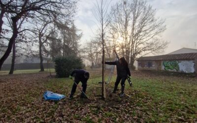 #11 arbres plantés